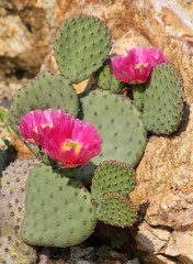 cactus flower