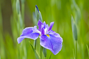 青紫の花菖蒲