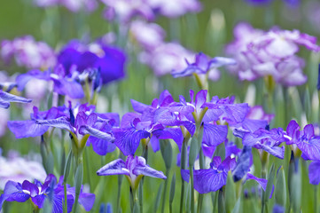 青紫の花菖蒲