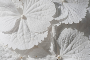 Close-up of white hydrangea flowers as background