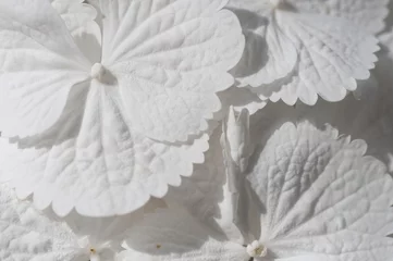 Crédence de cuisine en verre imprimé Hortensia Close-up of white hydrangea flowers as background