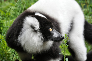 Curious Vari lemur