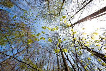 Tree canopy