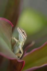 Anolis auratus - (Polychrotidae sauria)