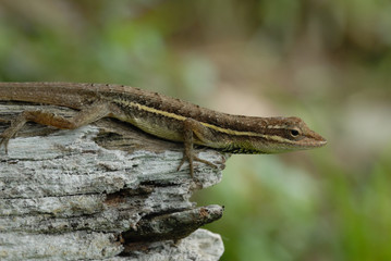 Anolis auratus - (Polychrotidae sauria)