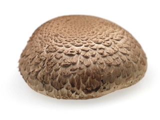 Portabella Mushroom