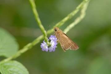 Hylephila phyleus - (Fiery skipper)