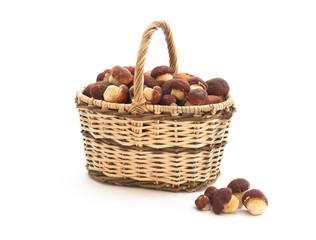 Basket full of cepe mushrooms and small pile on white background