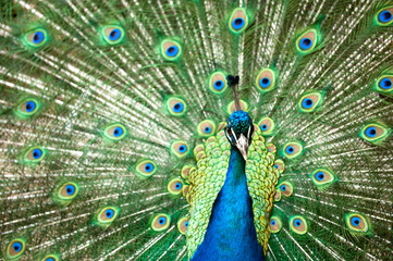Fototapeta na wymiar peacock with colorful tail
