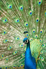Obraz premium peacock with colorful tail