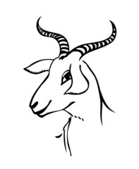 Fototapeta na wymiar goat portrait