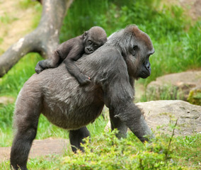 cute baby and mother gorilla