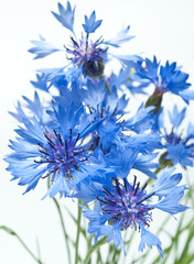cornflowers isolated