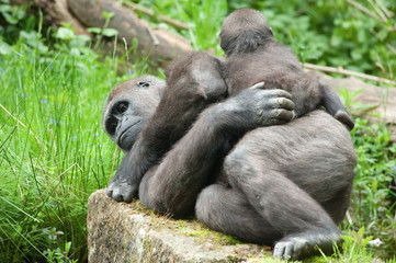 cute baby and mother gorilla