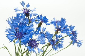 cornflowers isolated