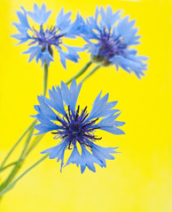 cornflowers