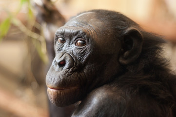 Portrait of a  Bonobo monkey - obrazy, fototapety, plakaty