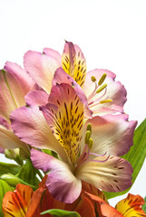 Fototapeta premium Flowers