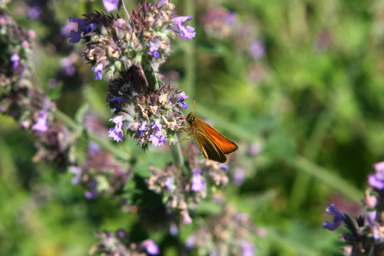 Least Skipper Butterfly - Ancyloxypha numitor
