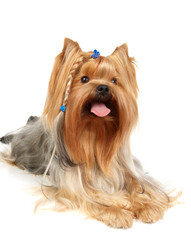 Yorkshire Terrier with braid