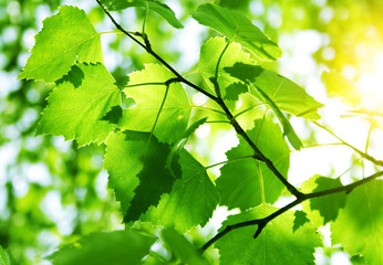 Fototapeta premium Green leaves with sun ray