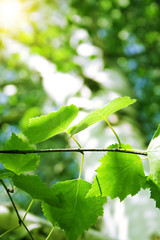 Green leaves with sun ray
