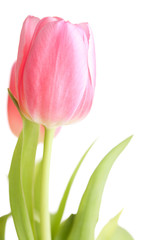 Beautiful pink tulip flowers