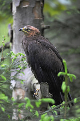 Schreiadler