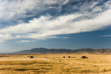 Obraz premium Harvesting