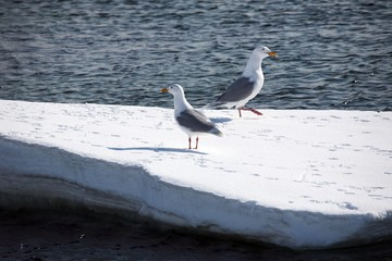 Glaucous gull (Larus hyperboreus)