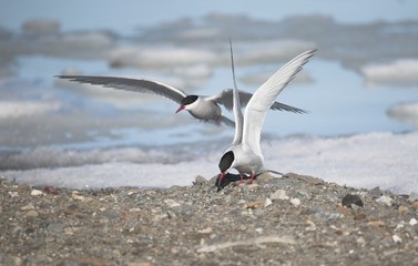 Arctic terns
