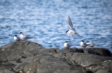 Arctic terns