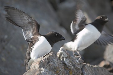 Little auks