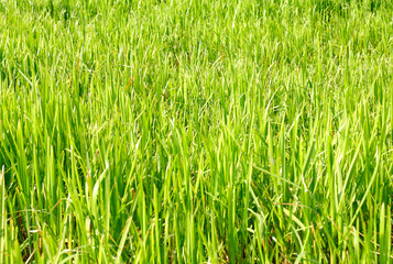 Grass