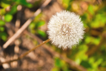 dandelion in the meadow