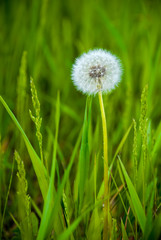 dandelion in the grass