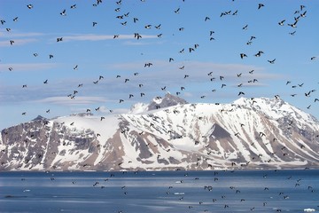 Little auks