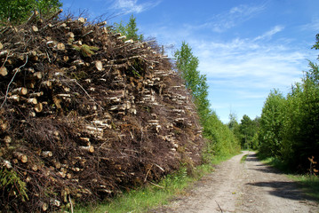 Stack of Wood Fuel by Forest Road