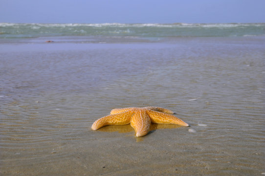 Etoile de mer sur le sable avec la mer &agrave; l'arri&egrave;re plan