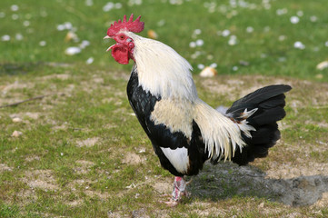 Coq noir et blanc de profil poussant son cri sur l'herbe