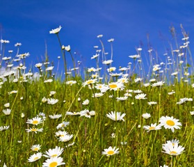 daisies in the field
