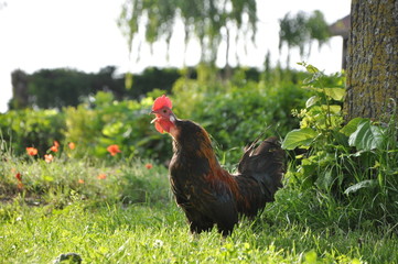 coq qui chante