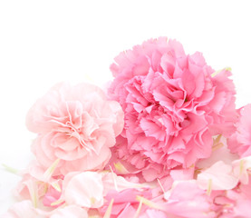 Pretty Pink Carnations Background