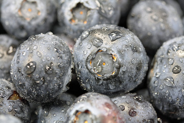 Heidelbeeren, Makro