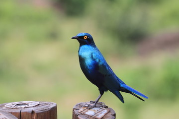 Vogel Kruger Nationalpark