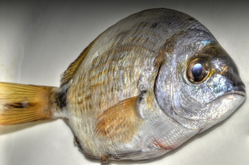 UN PEZ LLAMADO DORADA