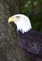 Obraz premium Weisskopfseeadler