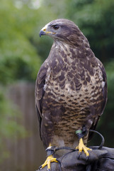 falcon