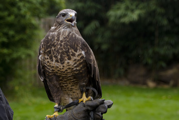 falcon