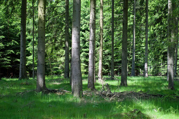 Fototapeta premium Ruhe im Wald